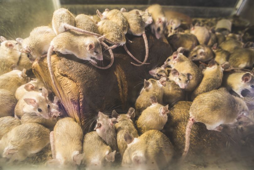 Signs of an Infestation